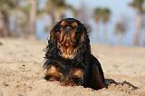 KING CHARLES SPANIEL 026